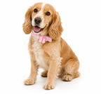 Rhinestone Suede Pet Collar and Leash Set for Dogs and Cats - PawPals