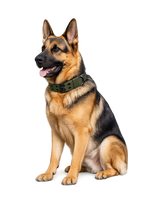 Padded Nylon Dog Collar With Metal Buckle - PawPals