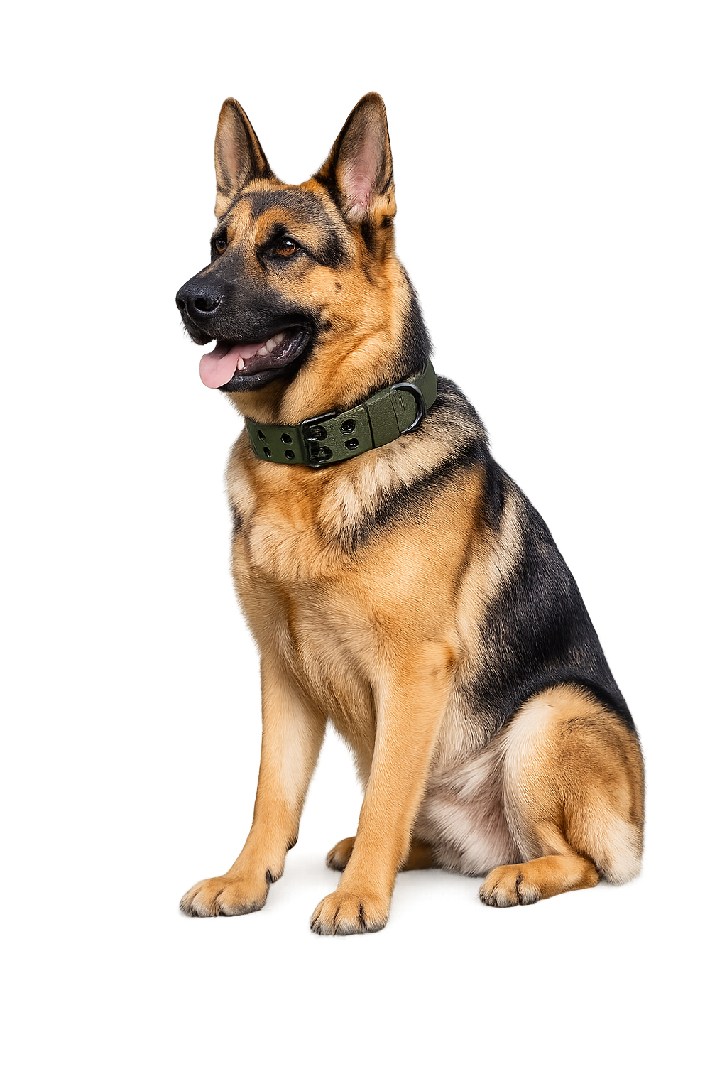 Padded Nylon Dog Collar With Metal Buckle - PawPals