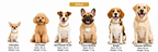 Hip Hop Chain Collar Necklace For Dogs And Cats - PawPals