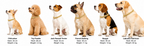 Hip Hop Chain Collar Necklace For Dogs And Cats - PawPals